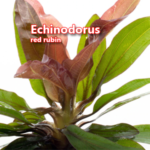 Echinodorus red rubin